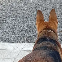 سگ ژرمن شپر ماده