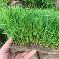 توم علی کاضمی باکسی