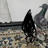 کبوتر المانی ماده مگسی