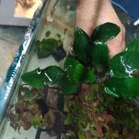 فروش ویژه کالر ویدو  و پلنت