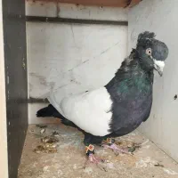 کفتر کبوتر سره حال|پرنده|بروجرد, |دیوار