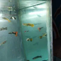 گوپی رد و بلو|ماهی|تربتحیدریه, منصوریه|دیوار