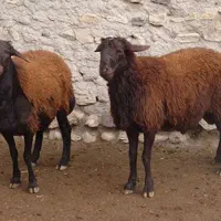 گوسفنده زنده فوق چاق سرک دار به شرط