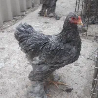 مرغ و خروس و نیمچه برهما امپراطور اصل رنگ خاص|حیوانات مزرعه|تهران, خانی آباد نو شمالی|دیوار