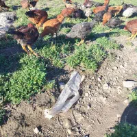 مرغ 7 ماهه|حیوانات مزرعه|مشگین شهر, |دیوار