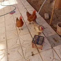 مرغ تخم گذار|حیوانات مزرعه|گلبهار, شهر جدید گلبهار|دیوار