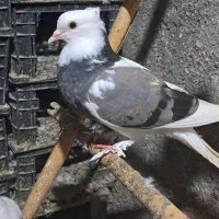 کبوترهای زیبا هم زمینی هم هوایی|پرنده|سرخنکلاته, |دیوار