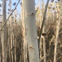 صنوبر|گل و گیاه طبیعی|میاندوآب, |دیوار