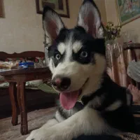 هاسکی ۴ ماهه چشم آبی