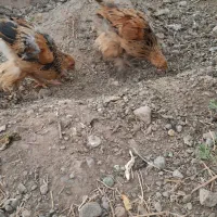 جوجه برهما  وجوجه جهاد|حیوانات مزرعه|مرند, |دیوار