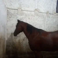 اسب مادیان