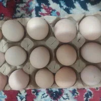 تخم مرغ محلی نطفه دار