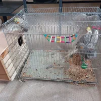 عروس هلندی شیطون تخم گذار|پرنده|طسوج, |دیوار