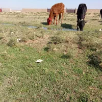 دو عدد گوساله ماده|حیوانات مزرعه|خوی, |دیوار