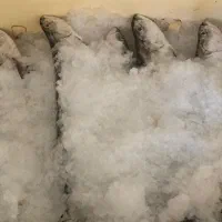 ماهی تازه صید روز|خوردنی و آشامیدنی|بندرلنگه, |دیوار