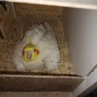 یه جفت عروس هلندی مولد در سن ۲ساله