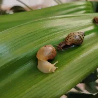 انواع حلزون اچاتینا|خزنده|ورامین, ورامین|دیوار