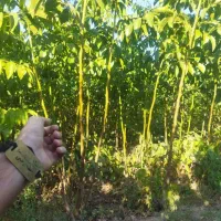 تولید نهال گردو پکان یکساله