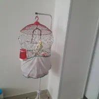 عروس هلندی نر