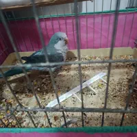 راهب دستی سخنگو مرغ عشق رنگ‌ خاص وعروس هلندی دستی