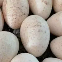 تخم بوغلمون