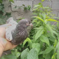 کبوتر پاکستانی