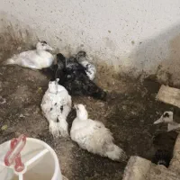 اردک اسرائیلی جوجه|حیوانات مزرعه|کرج, شهرک یاس جنوبی|دیوار