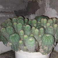 کاکتوس ۲۰ساله گلدان پر
