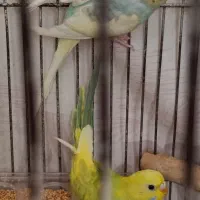 جفت‌‌رنگ‌خاص‌خاص