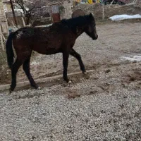 اسب مادیون 7ماهه
