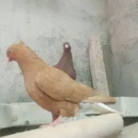 سینه سیاه|پرنده|مسجد سلیمان, |دیوار