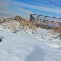 سگ نگهبان|سگ|بجنورد, |دیوار