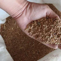 فروش گندم دره شهر