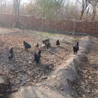 مرغ مرندی|حیوانات مزرعه|آذرشهر, |دیوار