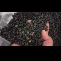 پسته کوهی (بنه) کلخنگ|خوردنی و آشامیدنی|شیراز, دشت چنار|دیوار