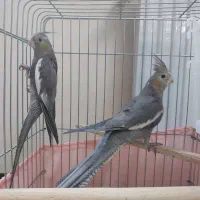 فروش دو عدد عروس هلندی نر