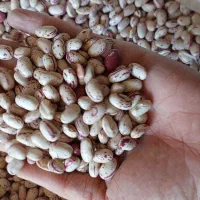 فروش عمده لوبیا چیتی