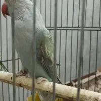 طوطی ملنگو اوپال ابی ماده (ملنگو رنگی لوتینو‌،ابی)|پرنده|تالش, هشتپر|دیوار