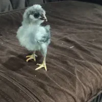 جوجه گلین لر