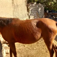 مادیان ۹ ماه ابستن|اسب و تجهیزات اسبسواری|بدره, |دیوار