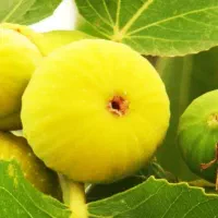 پیشفروش نهال  انجیر عسلی|خدمات باغبانی و درختکاری|ایجرود, |دیوار