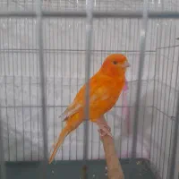 قناری قرص رد فاکتور