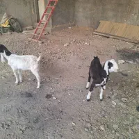 بزها اصفهان هستن|حیوانات مزرعه|اصفهان, سعادتآباد|دیوار