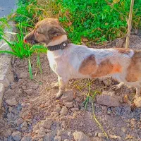 سگ جک راسل تریر|سگ|اصفهان, منتظرالمهدی|دیوار