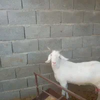 بز دورگ کنگان پرک