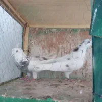 کفتر پرشی/ساعت بالا|پرنده|شاهدشهر, |دیوار