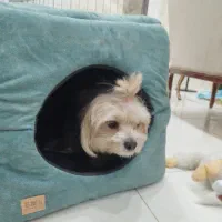 شیتزو تریر اصل|سگ|کرمانشاه, |دیوار