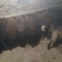 گوسفند|حیوانات مزرعه|ایجرود, |دیوار