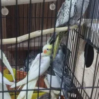 جوجه عروس یک ماه|پرنده|صومعه‌سرا, |دیوار