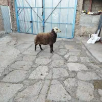 قوچ جوان|حیوانات مزرعه|کنگاور, |دیوار